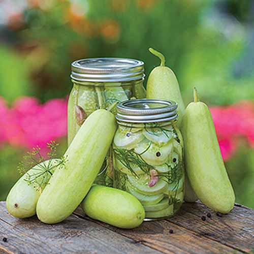 A close up square image of 'Honey Plus' cucumbers on a wooden surface with two jars of pickles pictured on a soft focus background.