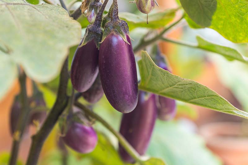 A close up horizontal image of small Solanum melongena fruits growing in rows in the garden.