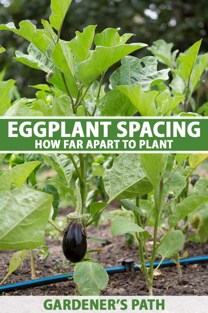Eggplant Spacing: How Far Apart to Plant | Gardener’s Path