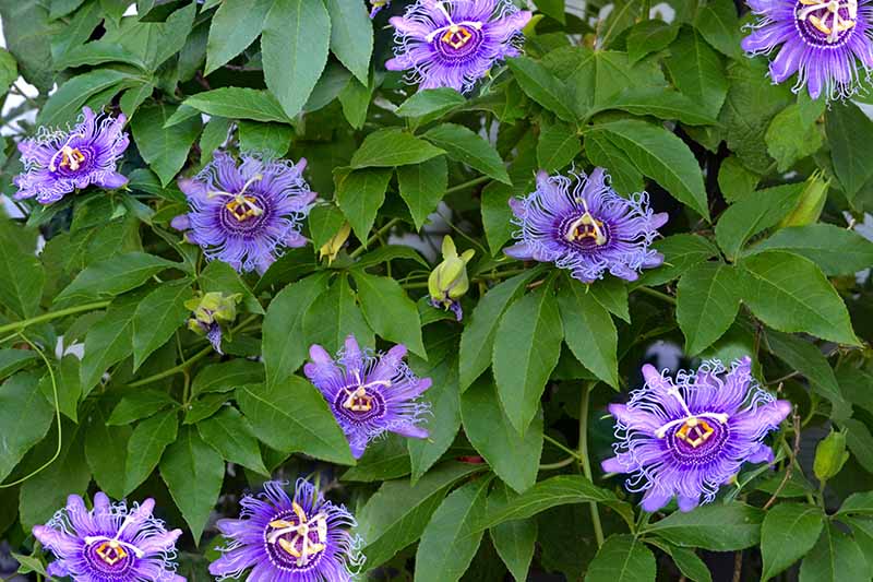 A close up horizontal image of a passionflower vine with bright purple flowers growing in the garden.