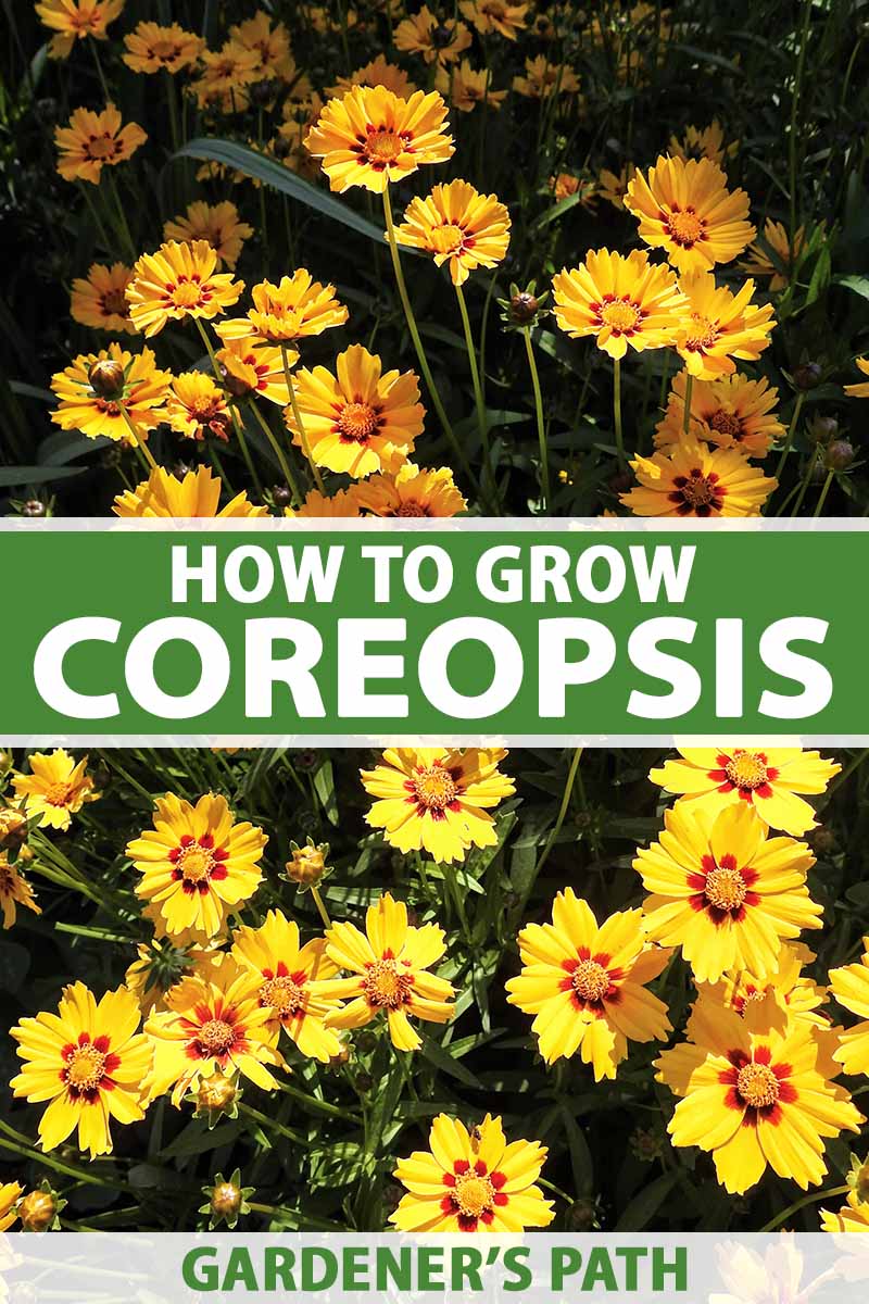 how to grow easy-care coreopsis (aka tickseed) | gardener's path