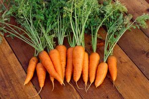 A close up horizontal image of 'Danvers' carrots with the tops still attached set on a wooden surface.