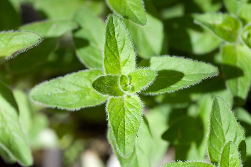 A close up horizontal image of Greek oregano (Origanum vulgare var. hirtum) growing in the garden pictured in bright sunshine on a soft focus background.
