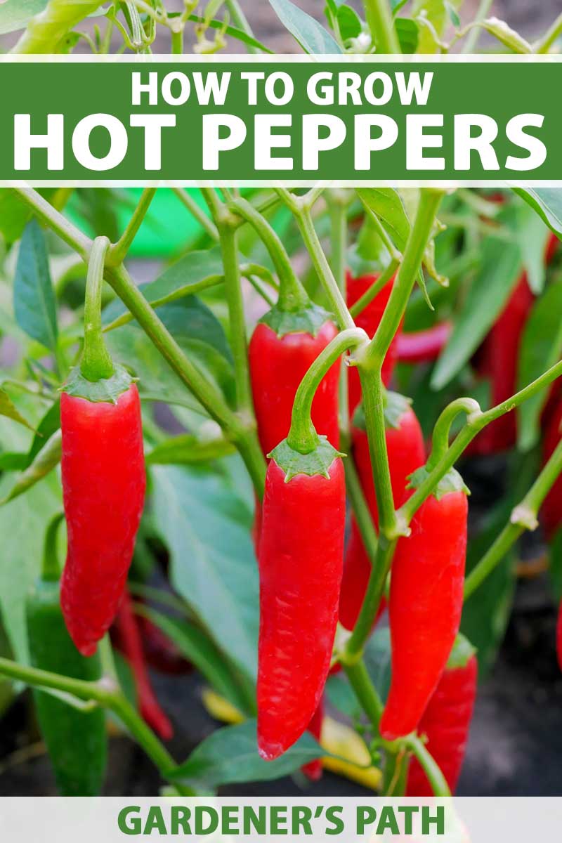 De Ree Vegetable Seeds Chilli Jalapeno Fresh Grow Your Own Tasty 