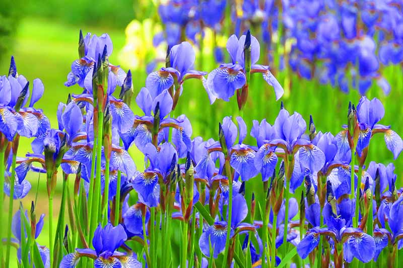 A close up horizontal image of bright blue irises growing in the spring garden.