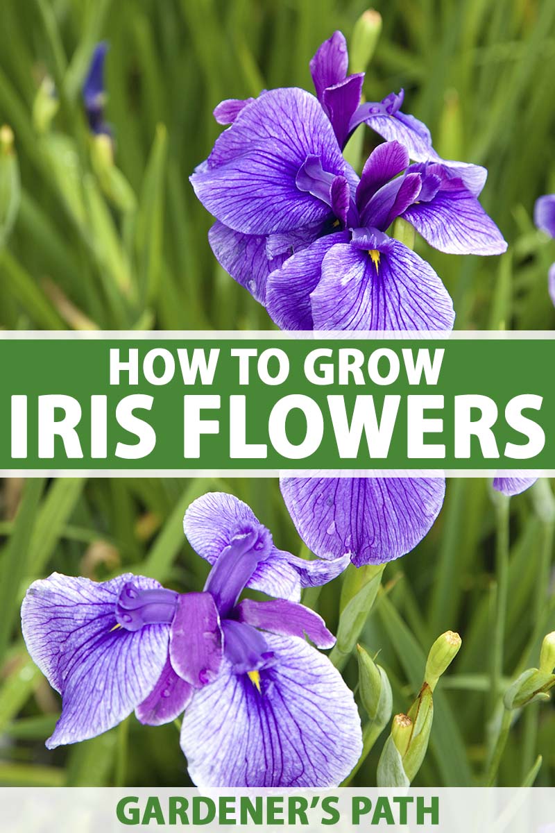 How to Plant and Grow Iris Flowers   Gardener's Path