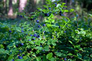 A close up horizontal image of Vaccinium angustifolium growing in the garden pictured on a soft focus background.