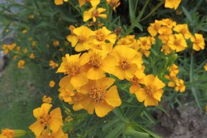 A close up horizontal image of the yellow flowers of Mexican tarragon (Tagetes lucida) growing in the garden.