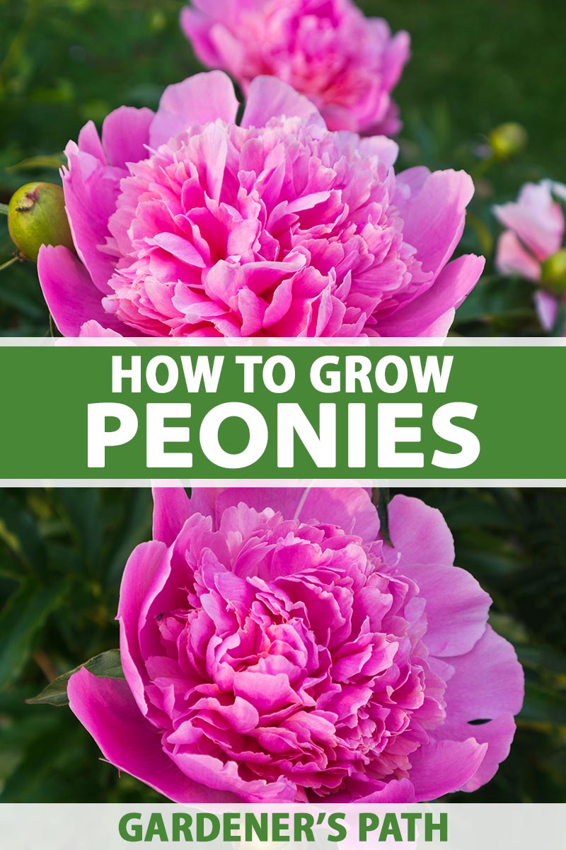 Planting, Growing, And Caring for Peony Flowers  