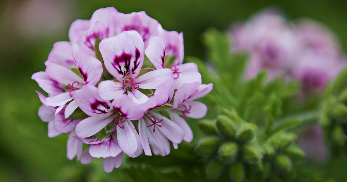 How to and Scented | Gardener's Path