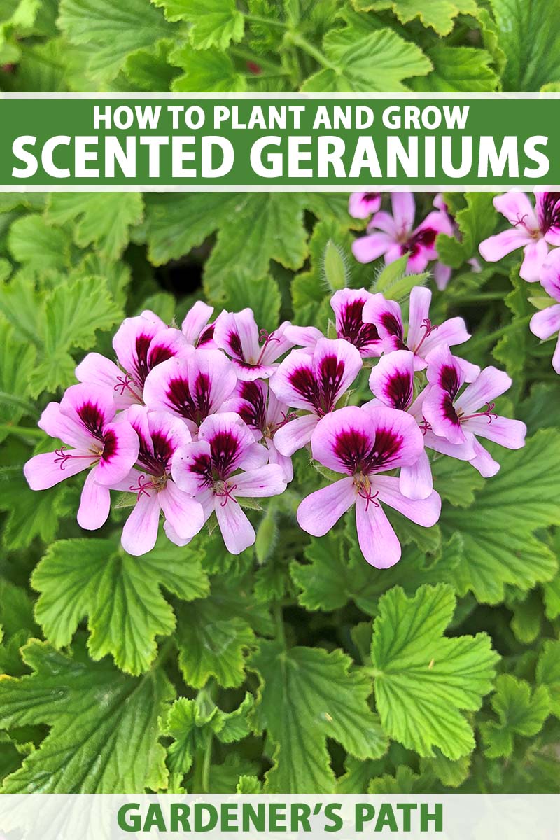 How to Plant and Grow Scented Geraniums   Gardener's Path