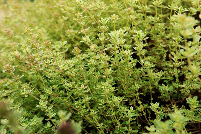 A close up horizontal image of lemon thyme (Thymus Citriodorus) growing in a herb garden.