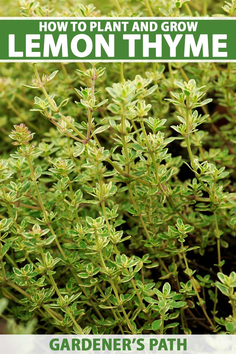 A close up vertical image of lemon thyme (Thymus Citriodorus) growing in the garden. To the top and bottom of the frame is green and white printed text.