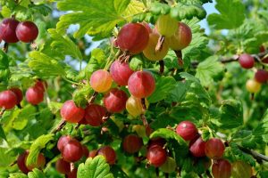 How to Identify and Control Currant Fruit Flies