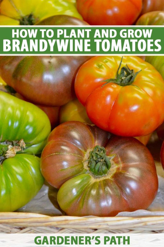 A close up vertical image of a wicker basket filled with freshly harvested 'Brandywine' tomatoes in a variety of different colors To the top and bottom of the frame is green and white printed text.