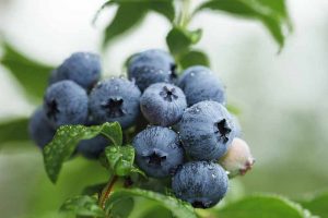 How to Propagate Blueberry Bushes