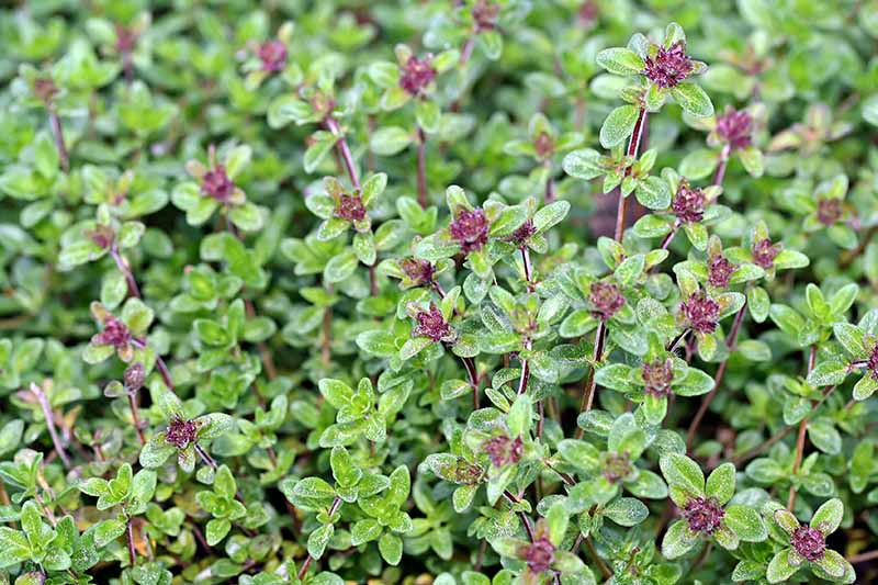 A close up horizontal image of a lemon thyme plant growing in the garden.