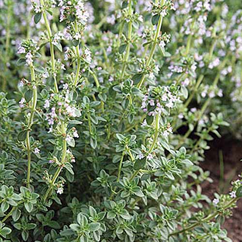 A close up square image of a lemon thyme plant growing in the garden with small flowers.