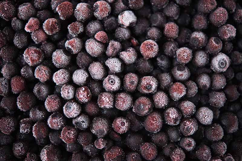 A close up horizontal image of lowbush blueberries frozen to preserve them.