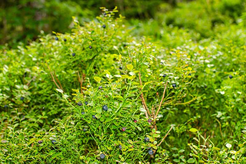 A close up horizontal image of Vaccinium angustifolium growing in the garden with ripe berries ready to harvest.