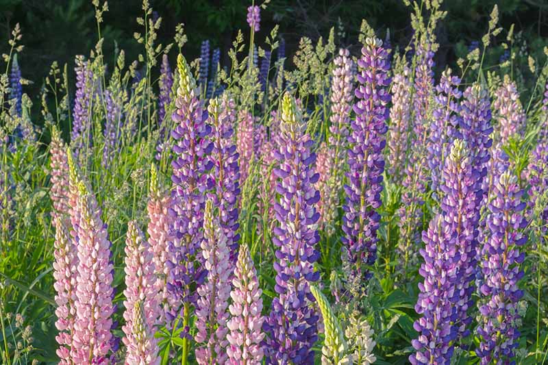 A close up horizontal image of lupines growing at the edge of a forest.