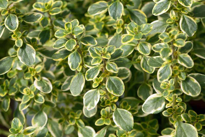 A close up horizontal image of the foliage of Thymus citriodorus, with dark green variegated leaves growing in a container.