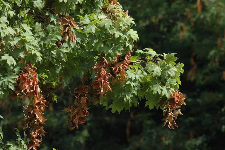 Tips for Avoiding Cicada Damage to Trees Gardener’s Path