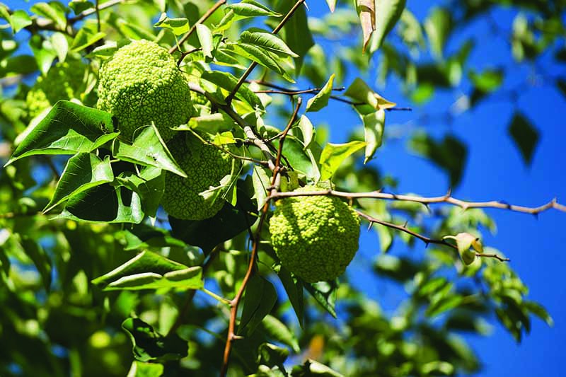 A close up horizontal image of an Osage orange (Maclura pomifera) tree pictured on a blue sky background.