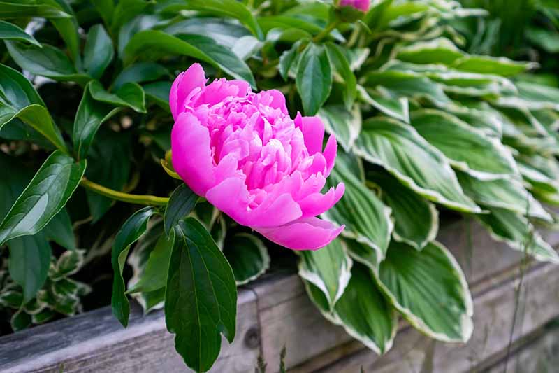 A close up horizontal image of a bright pink Paeonia flower growing in a raised bed with hostas.