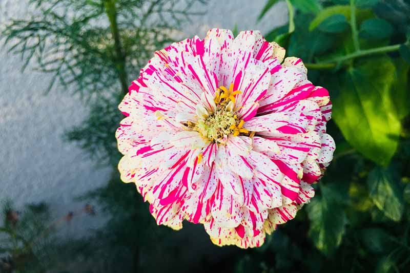 A close up horizontal image of a white and pink bicolored 'Peppermint Stick' zinnia flower growing in the garden.