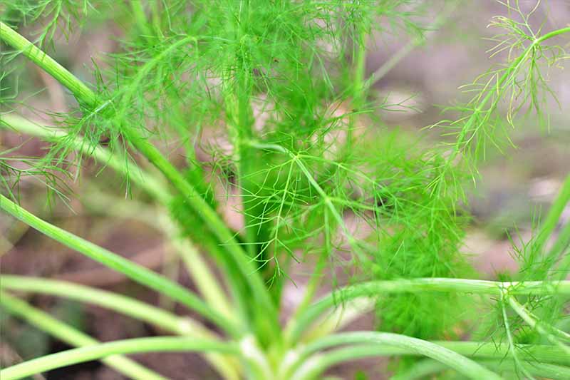 A close up horizontal image of the feathery foliage of anise (Pimpinella anisum) growing in the garden.