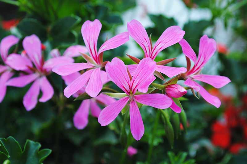 A close up horizontal image of bright pink Pelargonium flowers pictured on a soft focus background.
