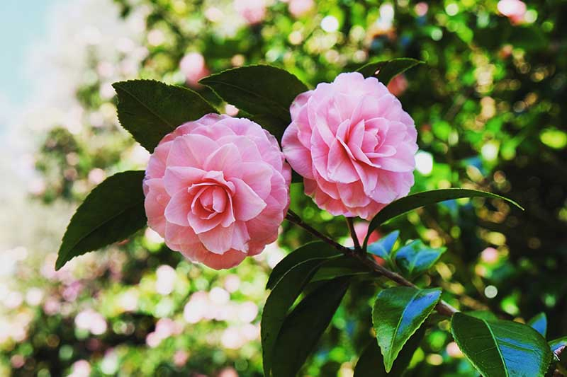 A close up horizontal image of 'Pink Perfection' camellia flowers growing in the garden pictured on a soft focus background.