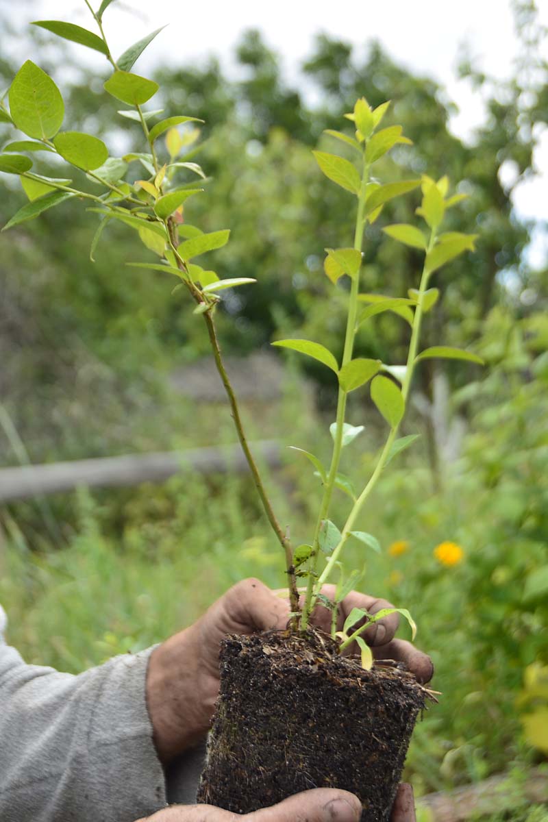 A close up vertical image of a gardener holding a potted lowbush blueberry shrub ready to transplant into the garden.
