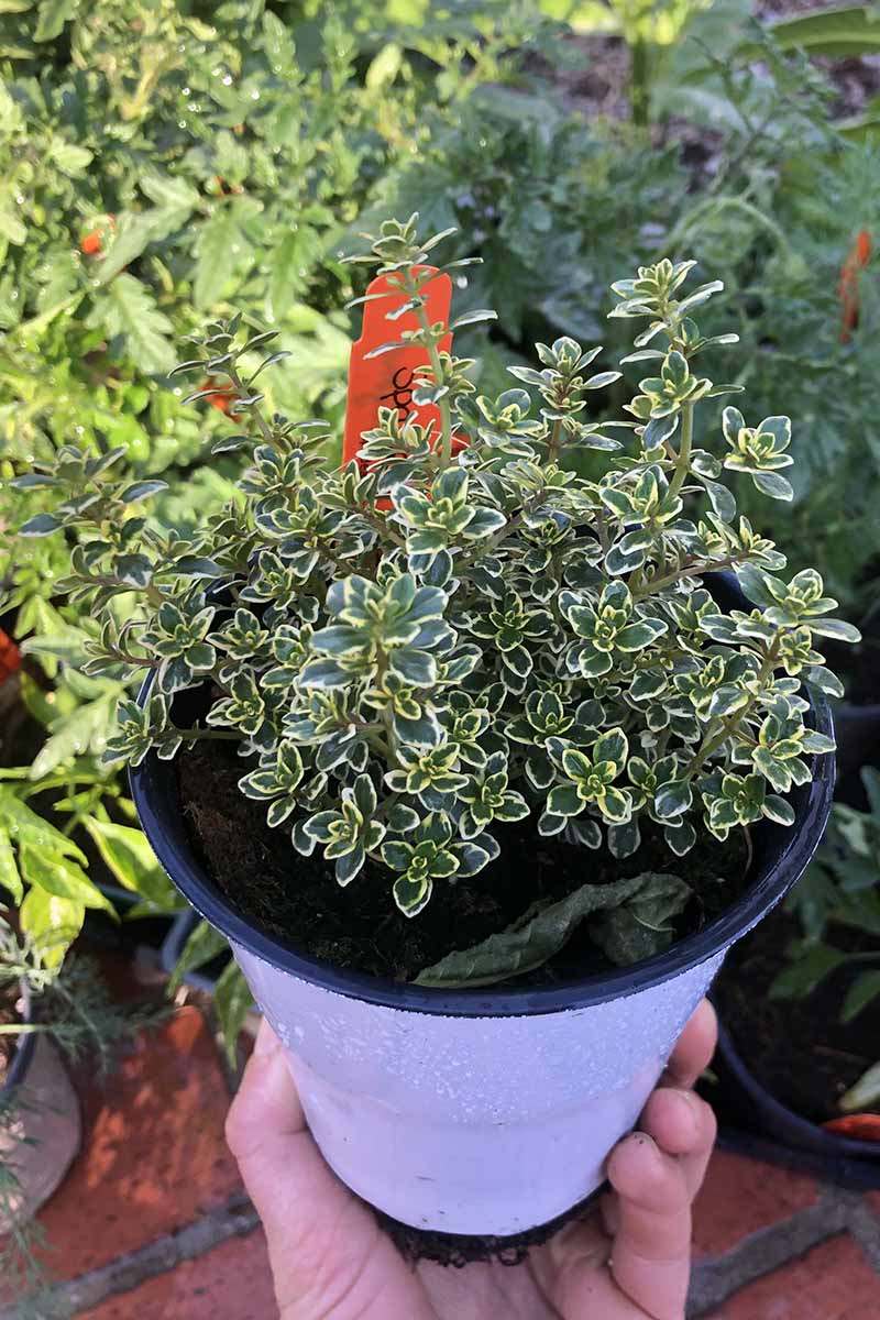 A close up vertical image of a hand from the bottom of the frame holding up a small pot of variegated lemon thyme with plants in soft focus in the background.