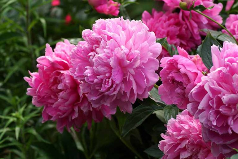 Peonies: How to Grow & Care for this Classic Perennial | Gardener’s Path