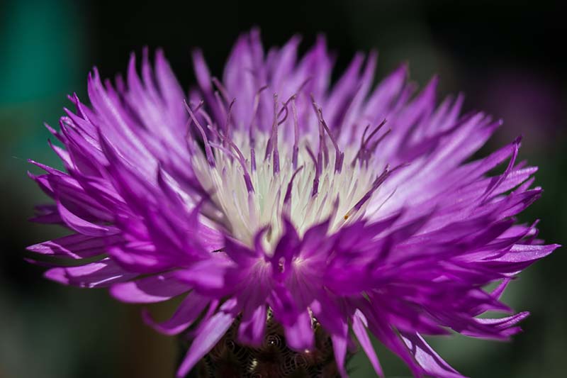 A close up horizontal image of a purple Centaurea cyanus flower pictured on a soft focus background.