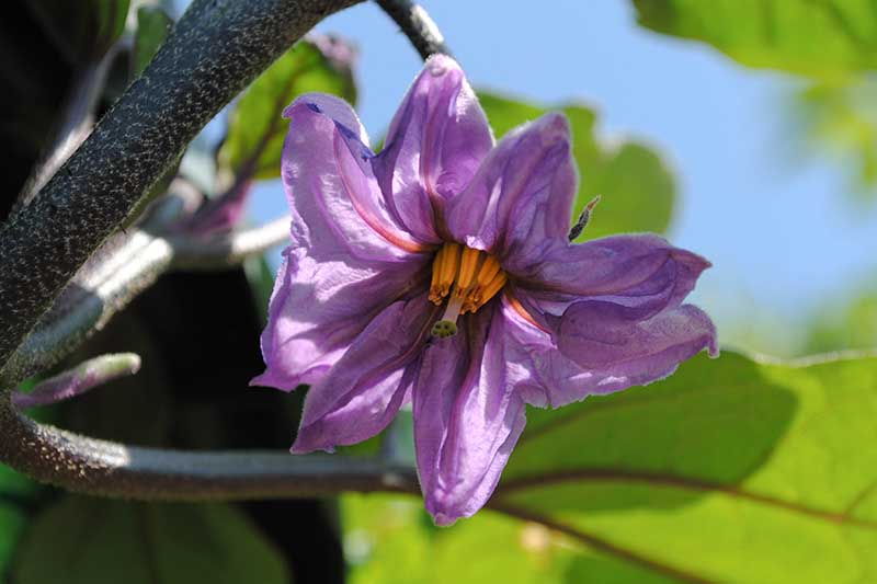 A close up horizontal image of a purple eggplant blossom growing in the garden pictured in light sunshine on a blue sky background.