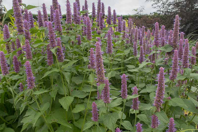 A close up horizontal image of anise hyssop growing in the garden with upright purple flowers.