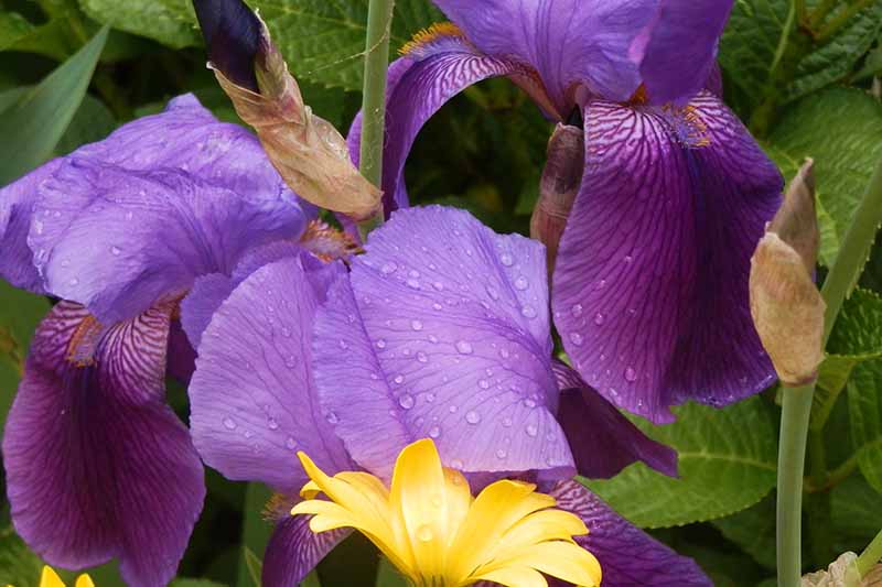A close up horizontal image of purple iris flowers growing in the garden with droplets of water on the petals and foliage in soft focus in the background.