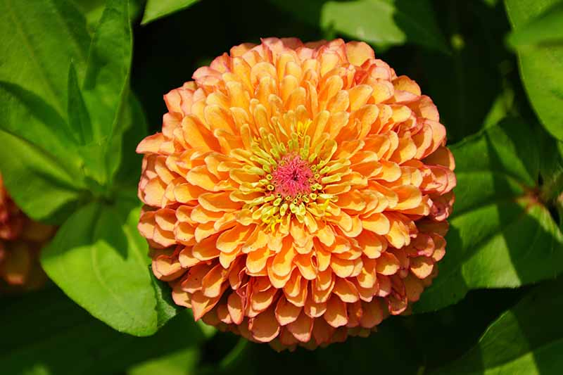 A close up horizontal image of a bright orange 'Queeny Lime Orange' zinnia flower pictured in bright sunshine with foliage in soft focus in the background.