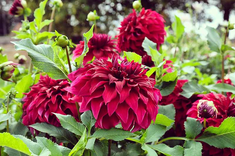 A close up horizontal image of dark red Stellar dahlia flowers growing in the garden pictured on a soft focus background.