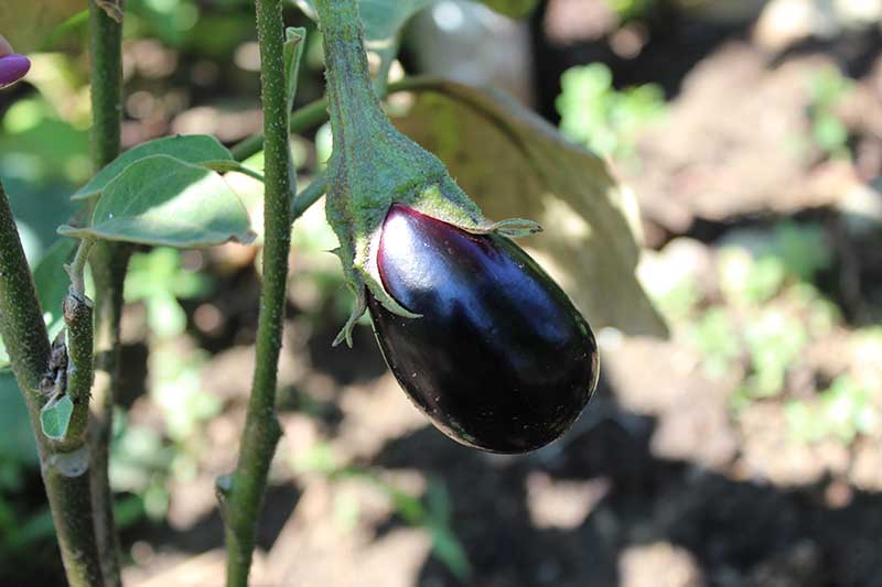 A close up horizontal image of a ripe eggplant growing in the garden pictured in filtered sunshine on a soft focus background.