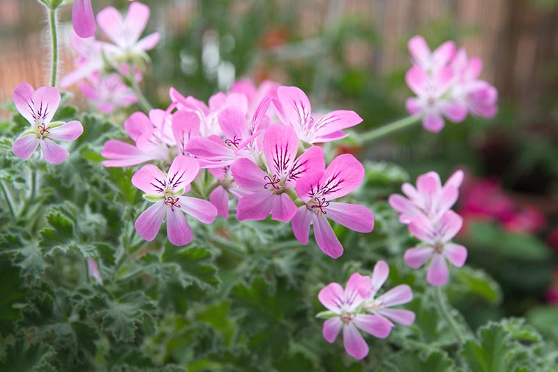 A close up horizontal image of the pink flowers of Pelargonium capitatum growing in the garden pictured on a soft focus background.