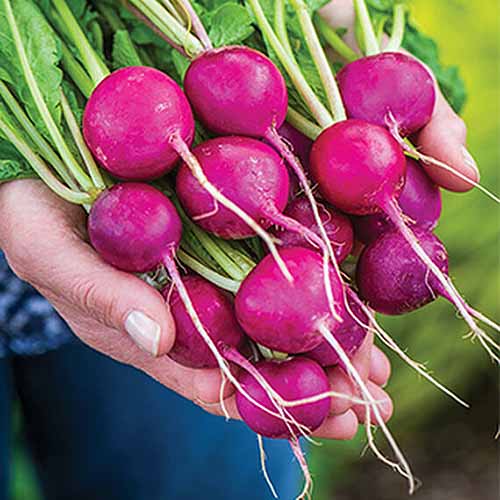 A close up square image of two hands holding a bunch of 'Royal Purple' radishes pictured on a soft focus background.