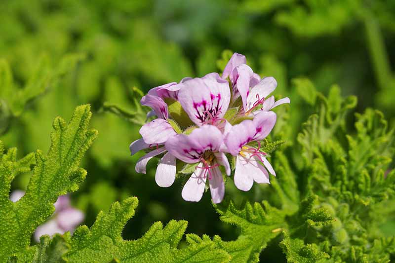 A close up horizontal image of a pink and purple flower growing in the garden surrounded by foliage pictured in bright sunshine on a soft focus background.