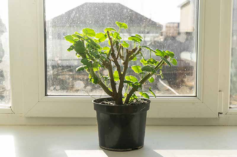 A close up horizontal image of a small potted plant set on a windowsill.