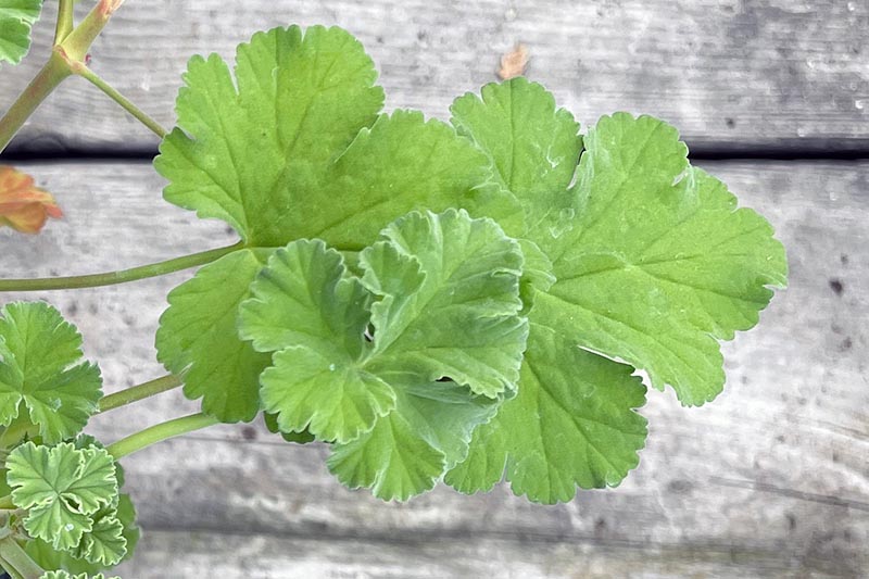 A close up horizontal image of the foliage of a scented geranium plant with a wooden surface in the background.