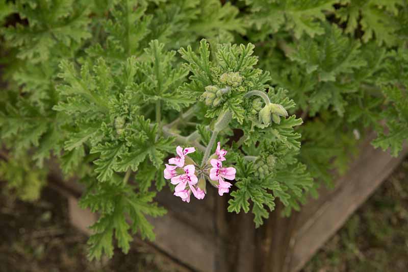 A close up horizontal image of a Pelargonium citronellum plant with light green foliage and pink flowers growing in a raised bed garden.