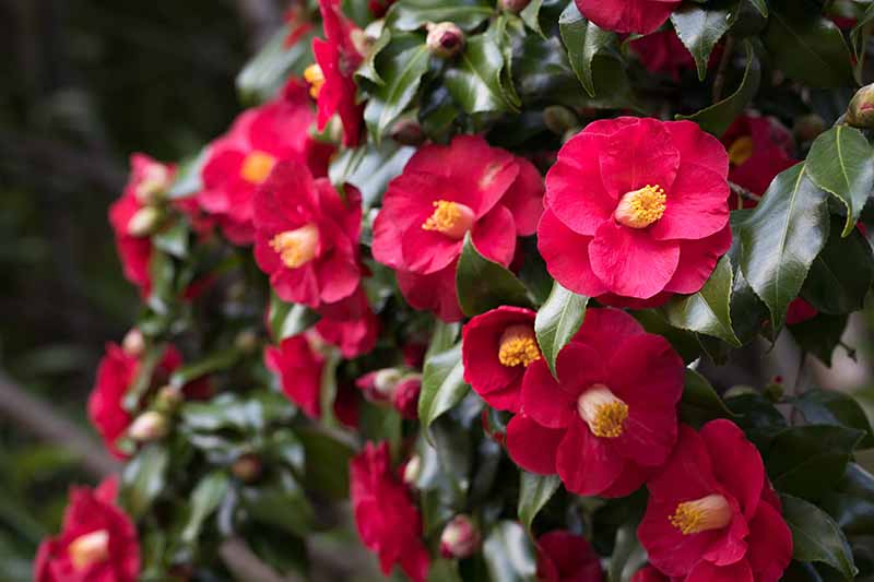 A close up horizontal image of a camellia shrub with bright red flowers growing in the garden pictured on a soft focus background.